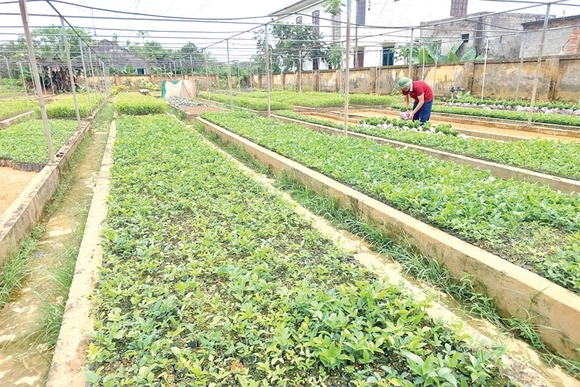 Giữ rừng phòng hộ đầu nguồn gắn với phát triển cây dược liệu