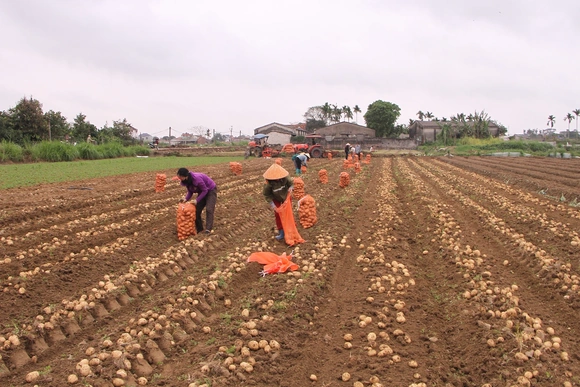 Đánh giá kết quả liên kết sản xuất khoai tây phục vụ chế biến tại xã Nga Sơn
