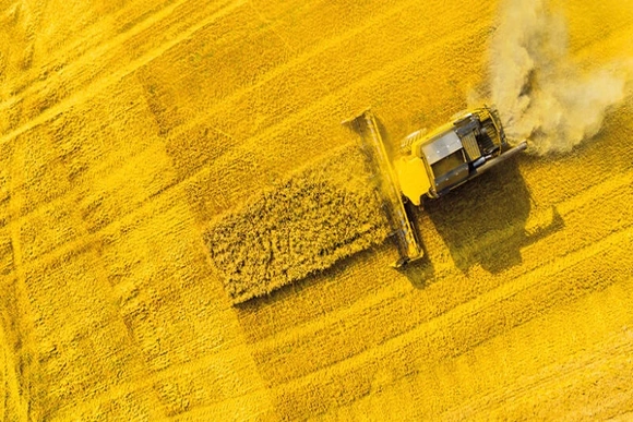 Trung Quốc giảm mạnh thuế chống bán phá giá đối với hạt cải dầu Canada