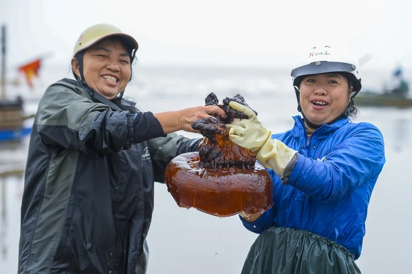 Rộn ràng mùa sứa biển ở vùng bãi ngang xứ Thanh