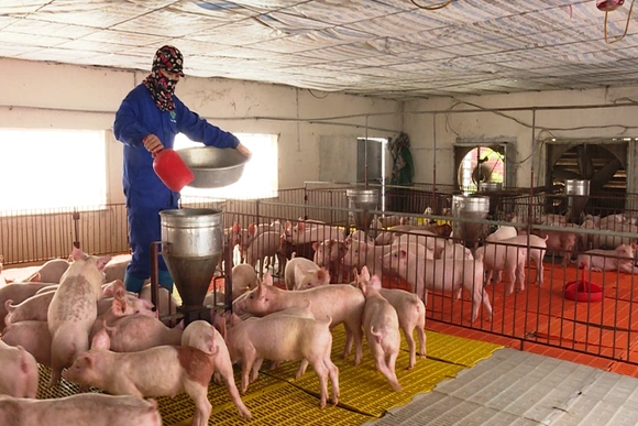 Giá lợn hơi giảm sau Tết