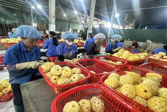 Kỳ vọng tạo thêm động lực&nbsp;tiếp sức các mô hình sinh kế