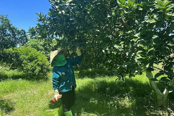 Chuyển đổi cơ cấu cây trồng&nbsp;gắn với ứng dụng công nghệ cao