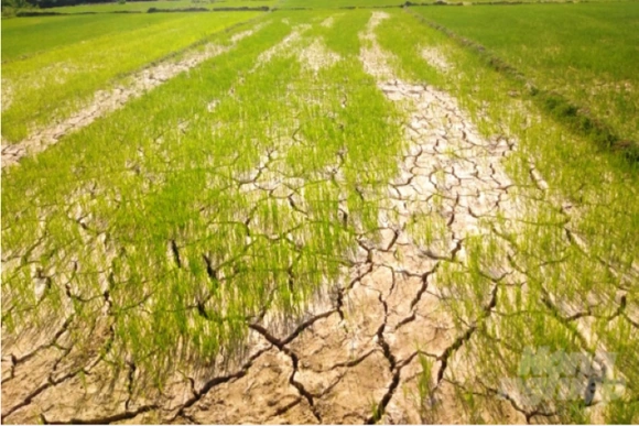 Thanh Hóa chủ động ứng phó với hạn hán, thiếu nước, xâm nhập mặn trong bối cảnh biến đổi khí hậu