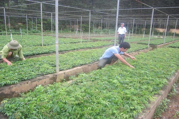 Cây lim xanh quý hiếm&nbsp;lan rộng trên vùng đồi xứ Thanh