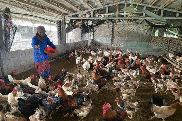 Thanh Kỳ mở hướng tăng thu nhập cho người dân