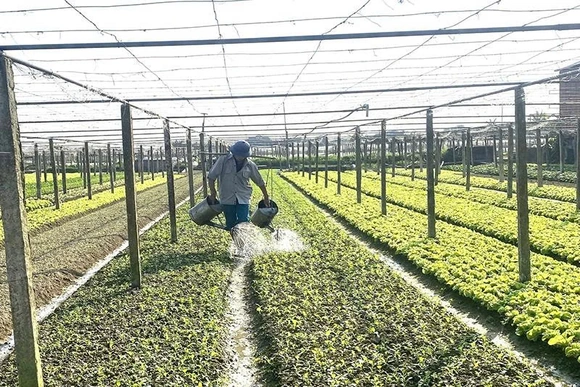 Các HTX duy trì nhịp độ sản xuất từ những ngày đầu năm