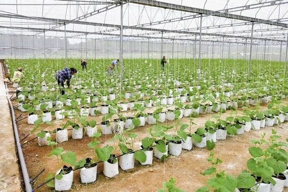 Sản xuất nông nghiệp công nghệ cao mở hướng làm giàu cho nông dân xã Kiên Thọ