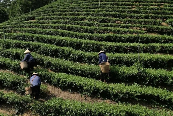 Mở rộng diện tích trồng cây nguyên liệu