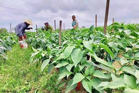 Trồng ớt zanpeno theo chuỗi liên kết - hướng đi mới nâng giá trị đất màu