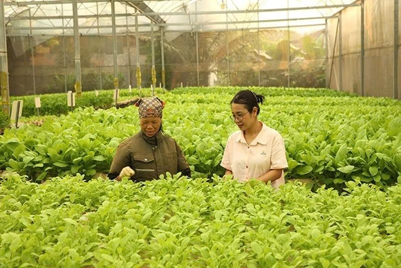 “Gieo” giấc mơ xanh từ nông nghiệp