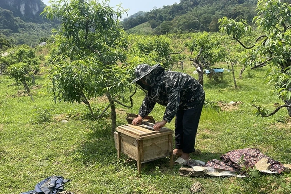 Phát triển nghề nuôi ong lấy mật