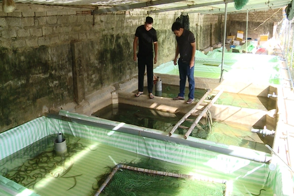 Chăn nuôi theo thị trường - Tiêu thụ bền vững, hiệu quả cao