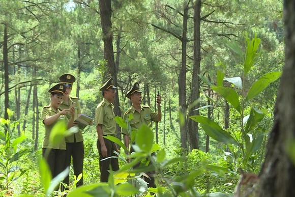 Khi công nghệ trở thành “lá chắn” cho rừng mùa nắng nóng