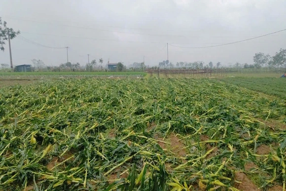 Mưa lớn, lốc, sét kèm theo mưa đá gây thiệt hại lớn cho người dân