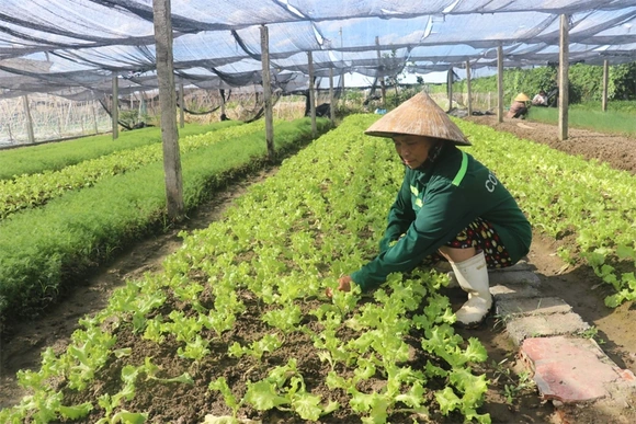 Giảm áp lực cho tiêu thụ nông sản&nbsp;từ sản xuất rải vụ, trái vụ