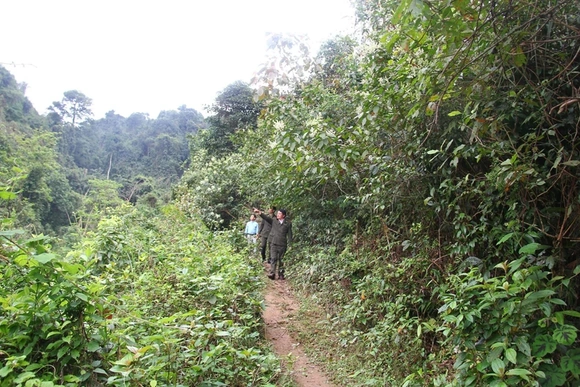 Phát triển rừng gắn với ngăn chặn nguy cơ cháy rừng mùa nắng nóng