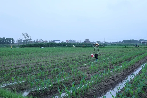 Thiết kế chính sách nông nghiệp&nbsp;với tầm nhìn dài hạn