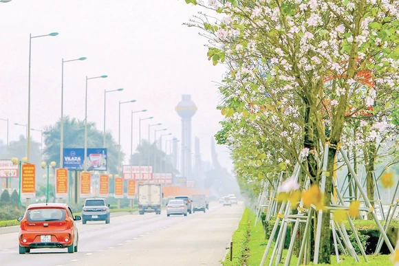 Có sắc hoa ban ánh ngời trong những ngày tháng năm lịch sử