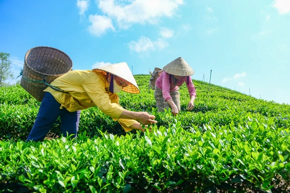 Từ búp chè xanh trên đồi đến sản phẩm OCOP 4 sao