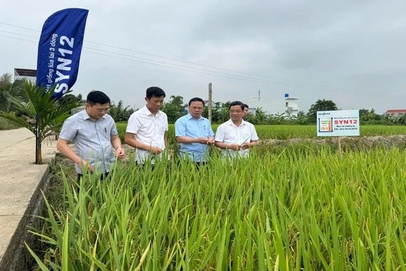 Hội thảo đánh giá giống lúa lai 3 dòng SYN 12