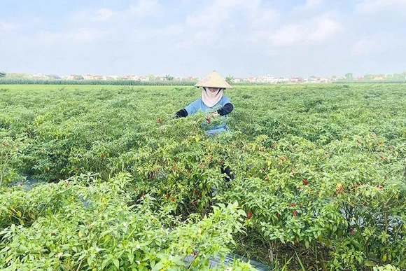 Phát triển vùng nguyên liệu bền vững - Hướng tới chuỗi giá trị toàn cầu (Bài 1): Vùng nguyên liệu - Có “hình” nhưng chưa có “chất”