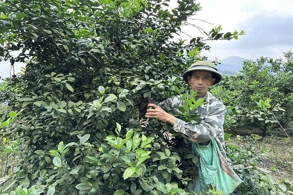 Đa dạng hóa ngành nghề nâng cao thu nhập cho người dân