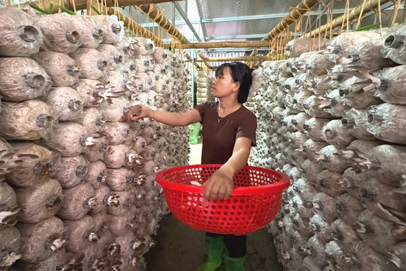 Phát triển kinh tế gia đình từ trồng nấm