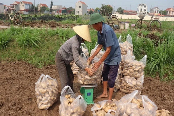Sản xuất theo đơn đặt hàng -&nbsp;Hướng đi bền vững cho nông sản