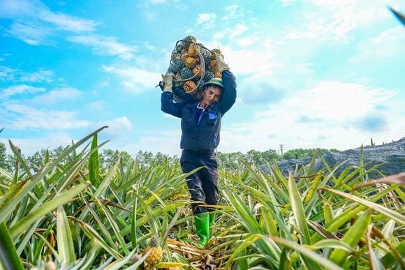 Đội nắng mưu sinh mùa dứa chín