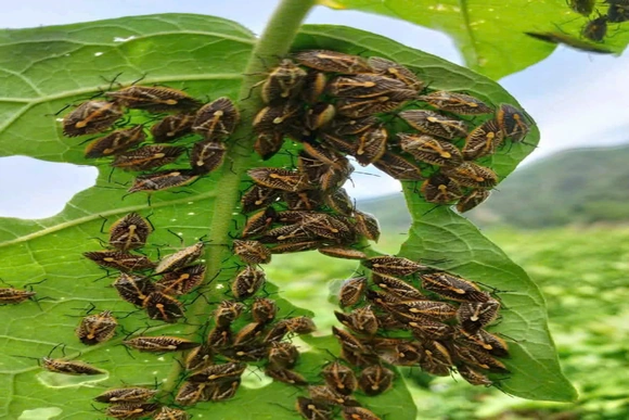 6 người nghi ngộ độc sau khi ăn bọ xít rừng tại xã Phú Xuân