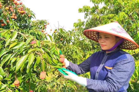 Phát triển nông nghiệp công nghệ cao ở Nông trường Sông Âm