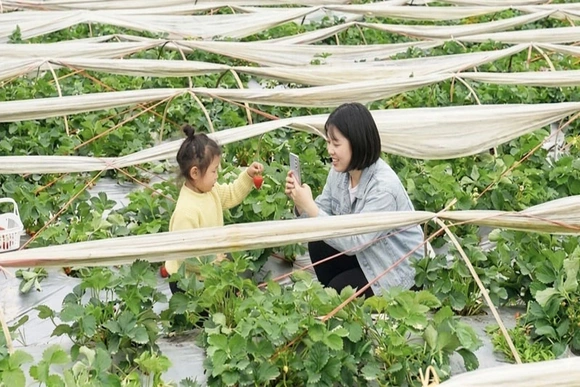 Phát triển vườn cây ăn quả đa giá trị