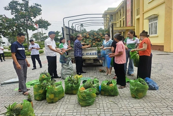 Đồng hành cùng nông dân tiêu thụ dứa