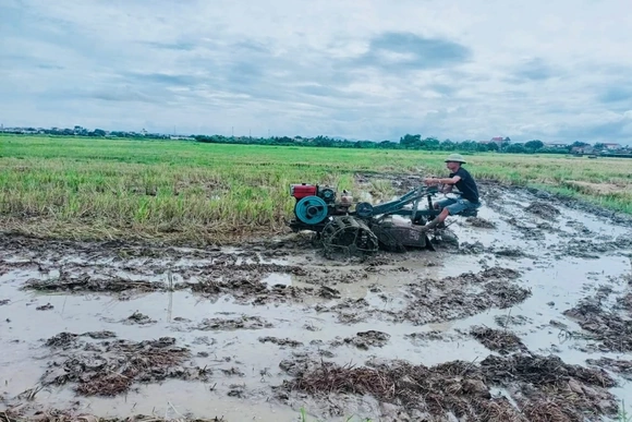 Nông dân hối hả xuống đồng gieo cấy lúa vụ Mùa
