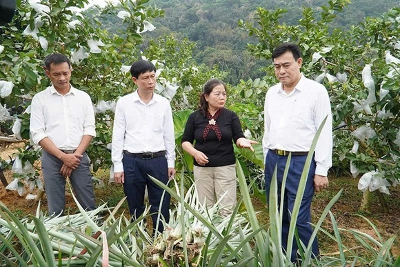 Chuyển mạnh sang sản xuất nông nghiệp xanh