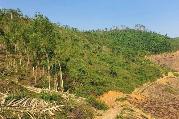 Bản án phía sau những cánh rừng