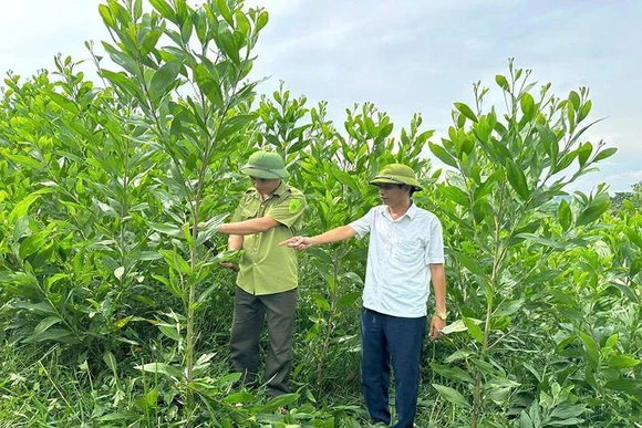 Mở rộng diện tích rừng được cấp chứng chỉ FSC