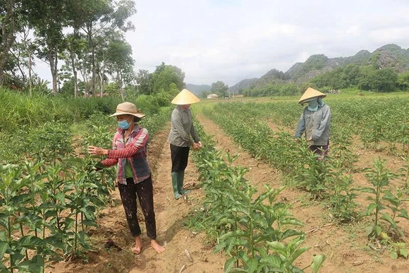 Cẩm Vân phát triển mô hình sản xuất&nbsp;nâng cao thu nhập cho người dân