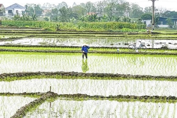 Nâng cao kỹ năng sử dụng thuốc bảo vệ thực vật cho nông dân