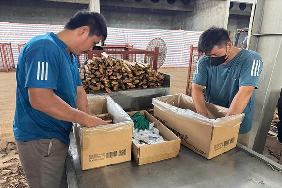 Trồng rừng gắn với chế biến ở Ngọc Trạo