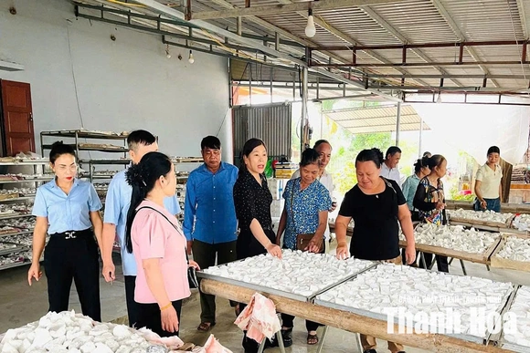 Hội LHPN xã Ngọc Liên giúp hội viên phát triển kinh tế