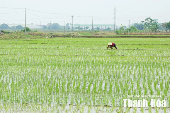 Xây dựng cánh đồng một giống lúa