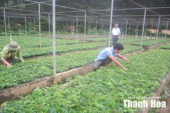 Luận Thành giữ rừng mùa nắng nóng&nbsp;gắn với phát triển kinh tế lâm nghiệp hiệu quả