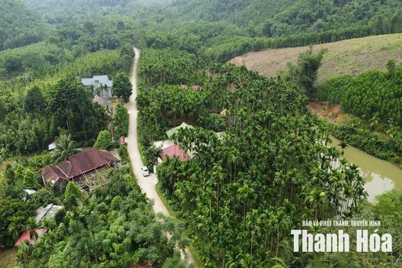 “Bén duyên” với cây cau - hành trình làm giàu của những “lão nông”