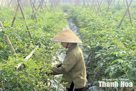 Thúc đẩy sản xuất nông nghiệp sạch, an toàn