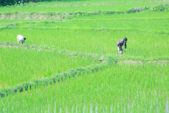 Tập trung chăm sóc lúa vụ mùa