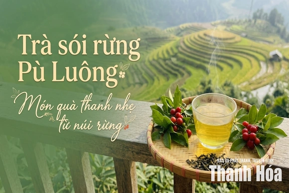 [REVIEW OCOP] Trà sói rừng Pù Luông - Món quà thanh nhẹ từ núi rừng