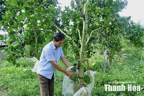 Trải thảm xanh trên những vùng đồi