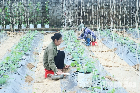 Nâng cao hiệu quả sử dụng đất&nbsp;ở các HTX nông nghiệp